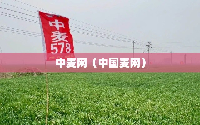 中麦网（中国麦网）