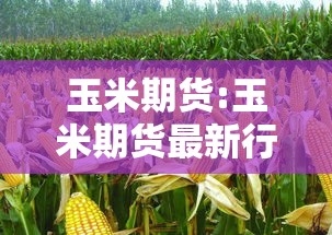 玉米期货:玉米期货最新行情