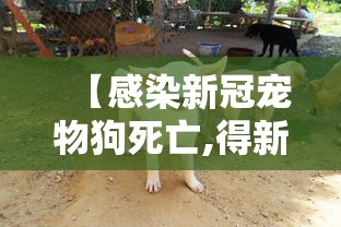 【感染新冠宠物狗死亡,得新冠病毒家里的狗会怎么处理】 【感染新冠宠物狗死亡,得新冠病毒家里的狗会怎么处理】