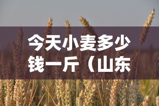 今天小麦多少钱一斤（山东今天小麦多少钱一斤）