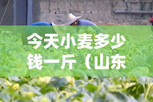 今天小麦多少钱一斤（山东今天小麦多少钱一斤）