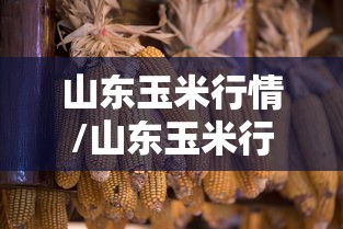 山东玉米行情/山东玉米行情突变 山东玉米行情/山东玉米行情突变