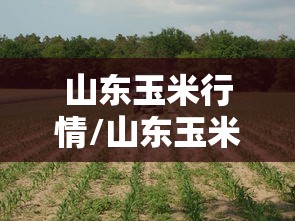 山东玉米行情/山东玉米行情突变 山东玉米行情/山东玉米行情突变