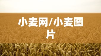 小麦网/小麦图片