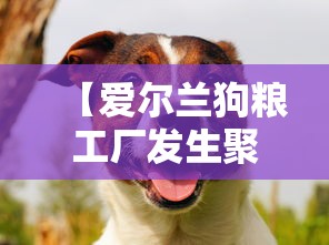 【爱尔兰狗粮工厂发生聚集性感染,爱尔兰狗品种大全】