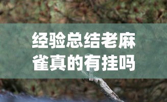 经验总结老麻雀真的有挂吗(其实有挂)