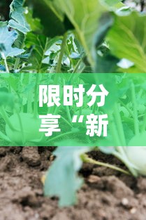 限时分享“新蜜瓜怎么一直输”事实上真的有挂