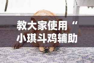 教大家使用“小琪斗鸡辅助工具”详细开挂方法