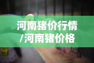 重磅来袭“十三张是不是有挂”真的可以开挂