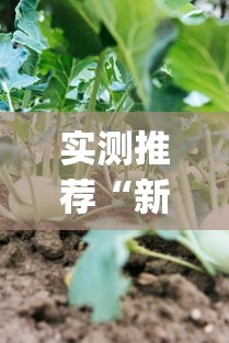实测推荐“新蜜瓜真的有透视挂吗”(其实有挂)