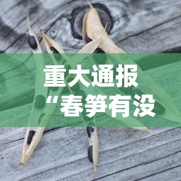 重大通报“春笋有没有人有挂”确实可以开挂