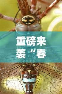 重大资讯“五福长牌开挂需要多少钱	”原来确实有挂