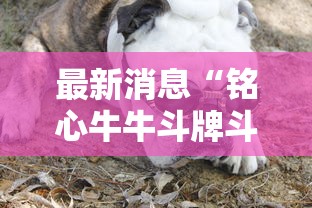 最新消息“铭心牛牛斗牌斗牛中心到底怎么开挂”其实确实有挂