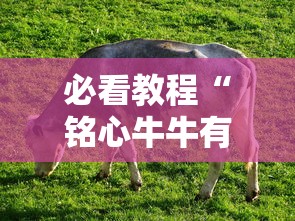 分享“好运来有没有辅助”确实可以开挂