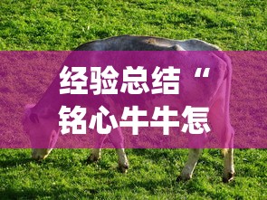 经验总结“铭心牛牛怎么才能赢	”(其实有挂)