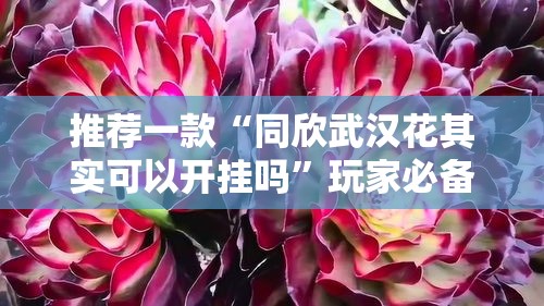 推荐一款“同欣武汉花其实可以开挂吗	”玩家必备神器