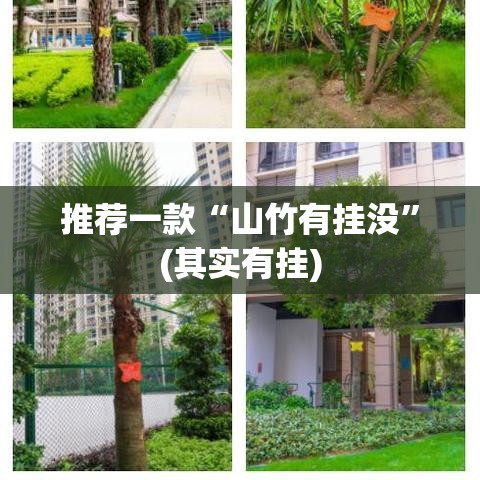 推荐一款“山竹有挂没”(其实有挂)