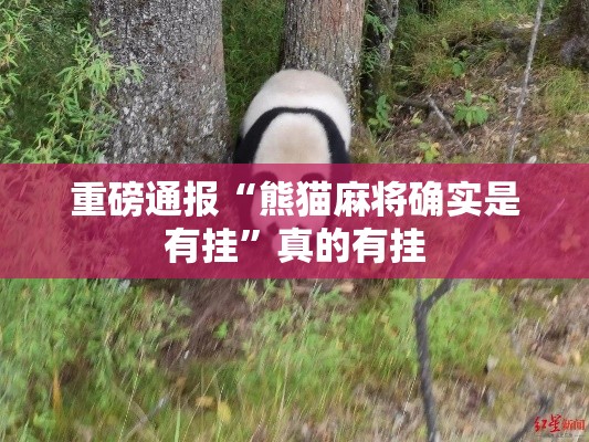 重磅通报“熊猫麻将确实是有挂”真的有挂