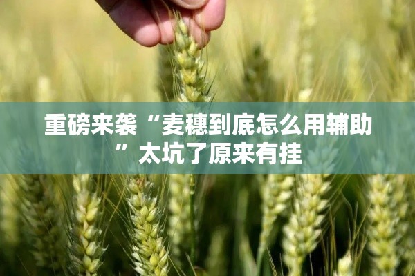 重磅来袭“麦穗到底怎么用辅助”太坑了原来有挂
