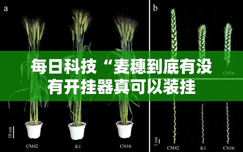 每日科技“麦穗到底有没有开挂器真可以装挂 每日科技“麦穗到底有没有开挂器真可以装挂