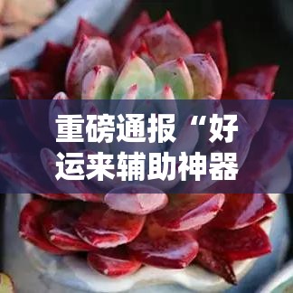 重磅通报“好运来辅助神器”详细开挂教材