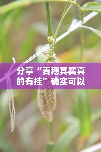分享“麦穗其实真的有挂”确实可以开挂