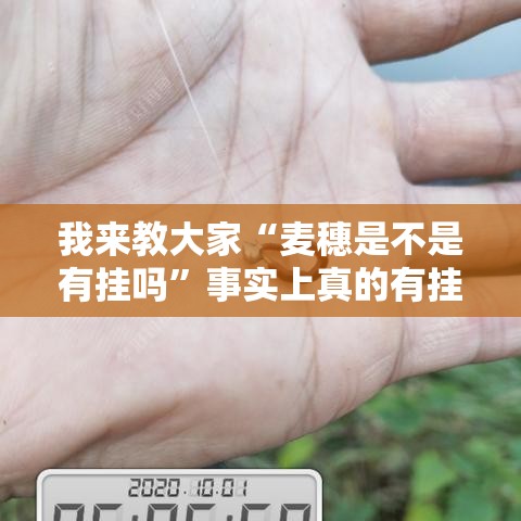 我来教大家“麦穗是不是有挂吗”事实上真的有挂