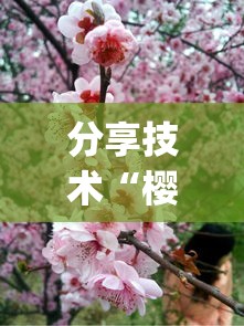 分享技术“樱花梦雨有透视软件吗”(确实有挂)