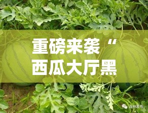 重磅来袭“西瓜大厅黑科技	”原来有挂