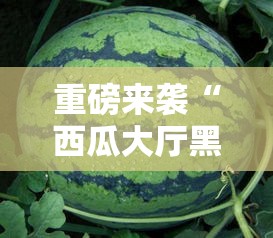 重磅来袭“西瓜大厅黑科技”原来有挂