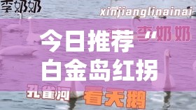 今日推荐“白金岛红拐弯哪里有透视挂”开挂步骤方法