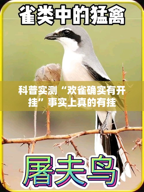 科普实测“欢雀确实有开挂”事实上真的有挂