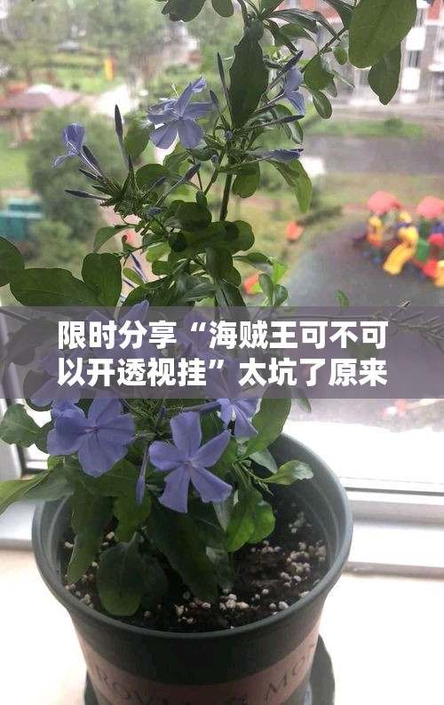 限时分享“海贼王可不可以开透视挂”太坑了原来有挂