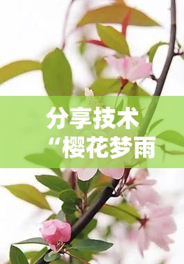 分享技术“樱花梦雨是不是有开挂”分享详细开挂教程