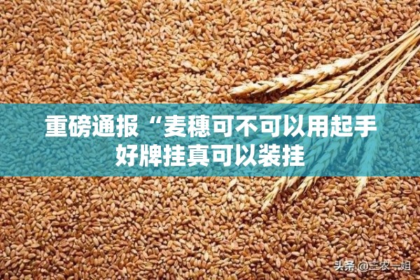 重磅通报“麦穗可不可以用起手好牌挂真可以装挂 重磅通报“麦穗可不可以用起手好牌挂真可以装挂
