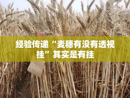 经验传递“麦穗有没有透视挂”其实是有挂