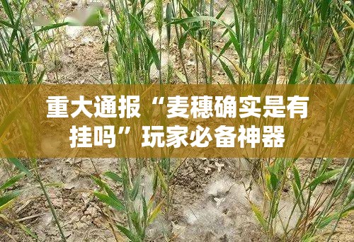 重大通报“麦穗确实是有挂吗	”玩家必备神器