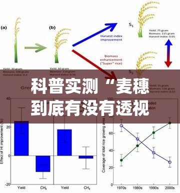 科普实测“麦穗到底有没有透视”(详细辅助脚本)
