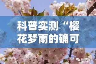科普实测“樱花梦雨的确可以开挂”太坑了真的有挂