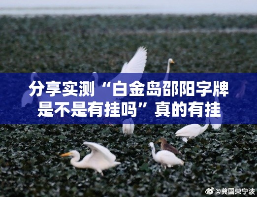 分享实测“白金岛邵阳字牌是不是有挂吗”真的有挂