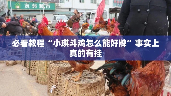 必看教程“小琪斗鸡怎么能好牌”事实上真的有挂