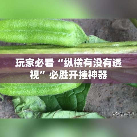 玩家必看“纵横有没有透视	”必胜开挂神器