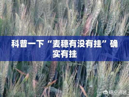 科普一下“麦穗有没有挂”确实有挂