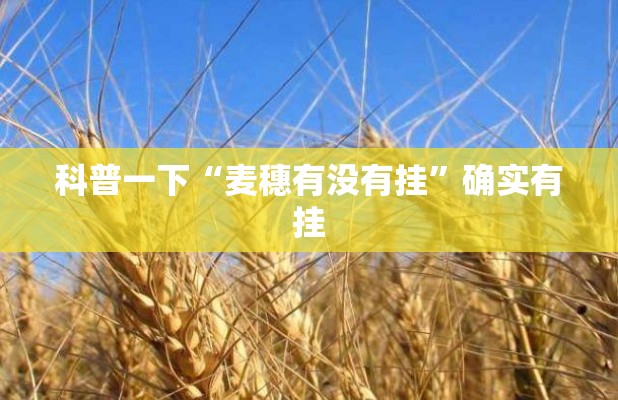 科普一下“麦穗有没有挂	”确实有挂