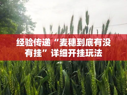 经验传递“麦穗到底有没有挂”详细开挂玩法
