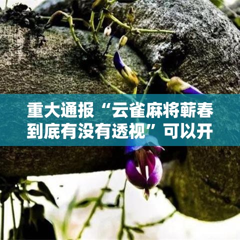 重大通报“云雀麻将蕲春到底有没有透视”可以开挂软件